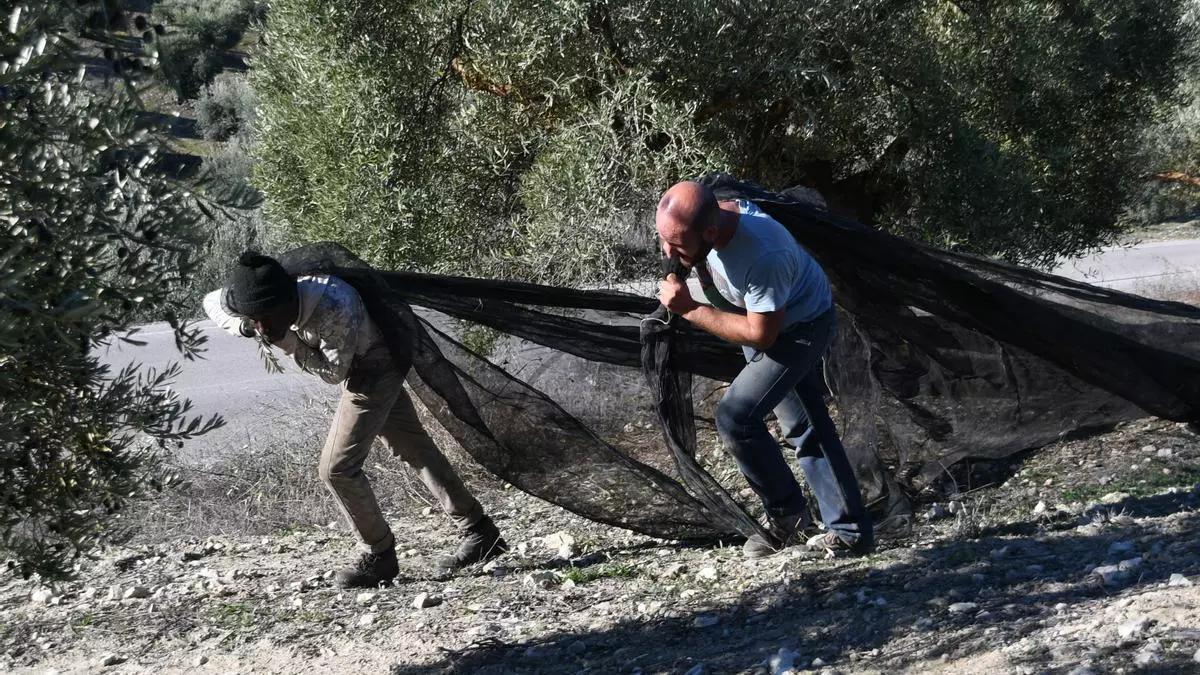 Jornaleros en la recogida de la aceituna.