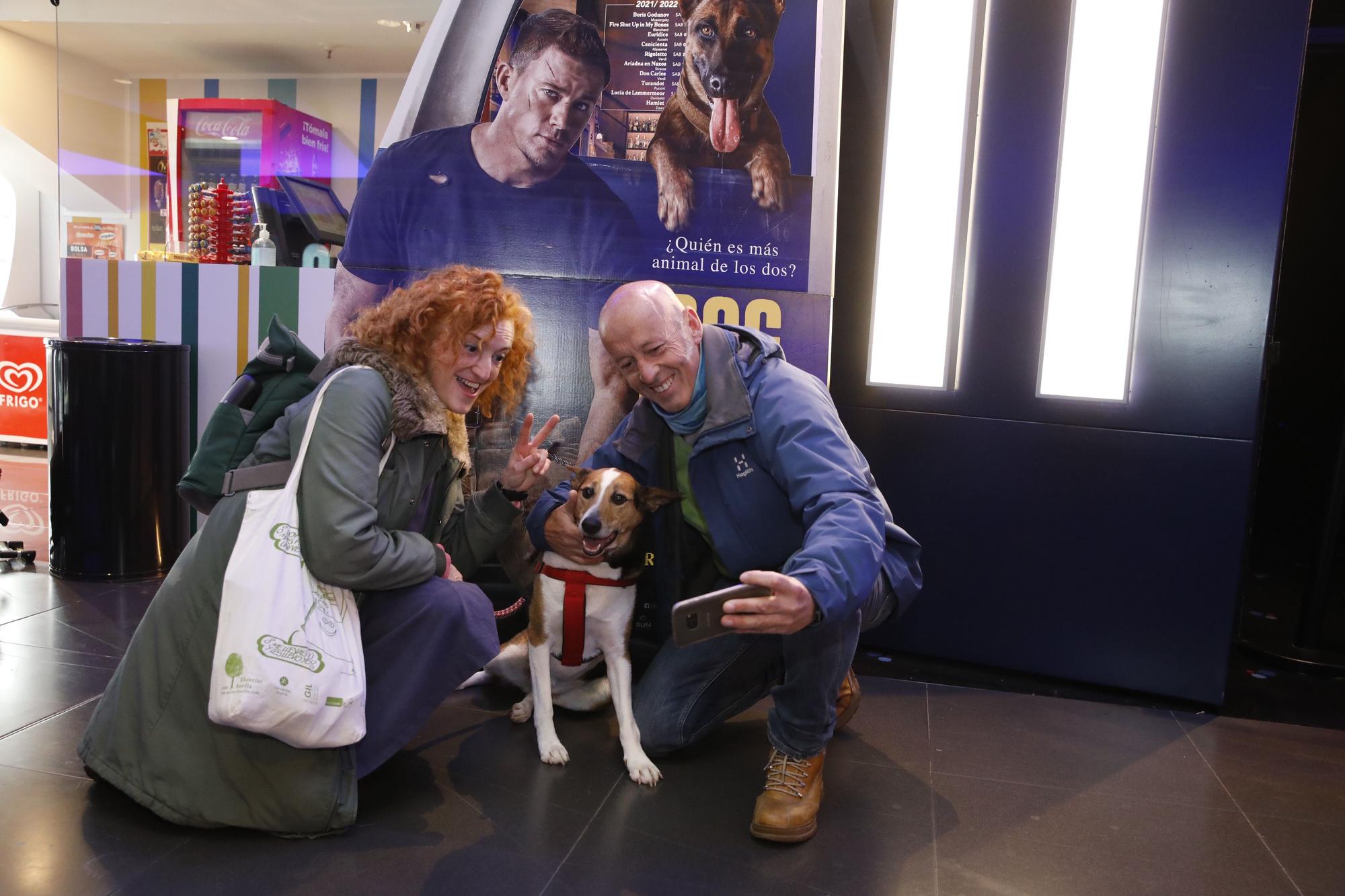 En imágenes: los perros ya van al cine en Gijón