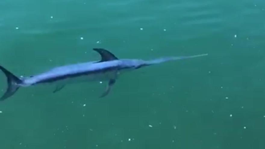 Avistan un pez espada en el Puerto Deportivo de Gijón - La Nueva España