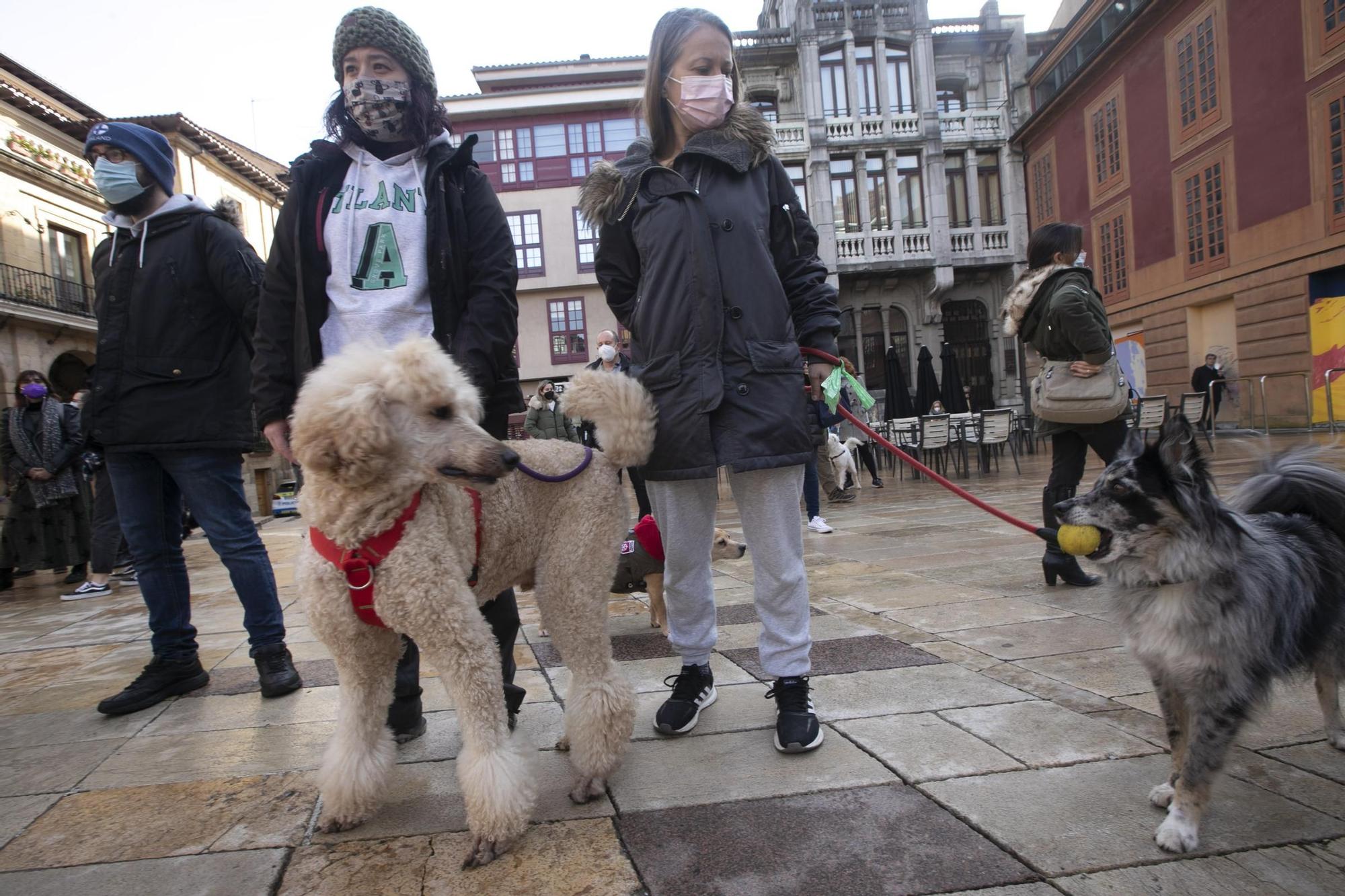 Protesta contra la nueva gestora del albergue de animales de La Bolgachina.