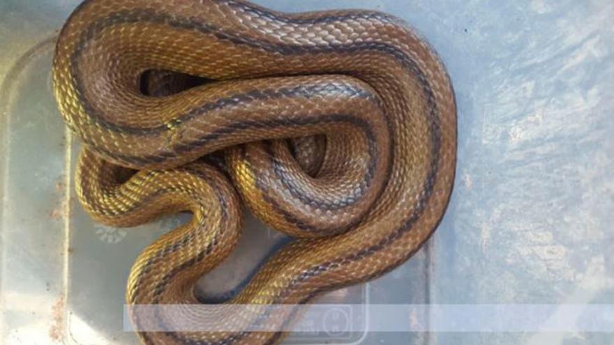 Una mujer se encuentra una serpiente de 80 centímetros dentro de su horno