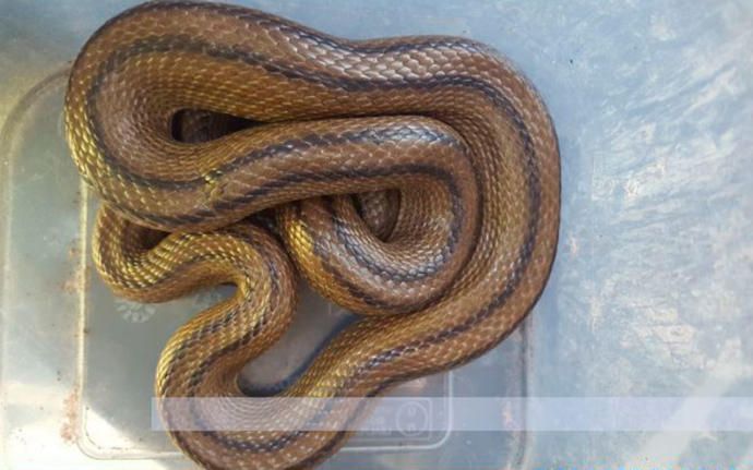 Los animales rescatados por la Policía Local en el último año