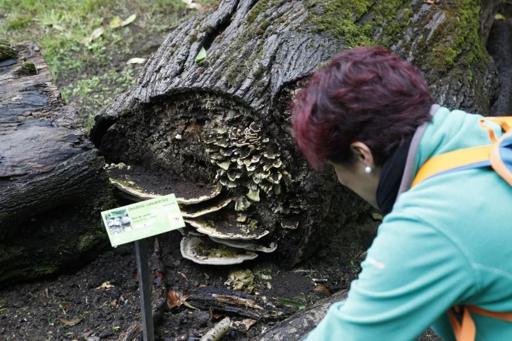 Recorrido micológico por el Jardín Botánico Atlántico