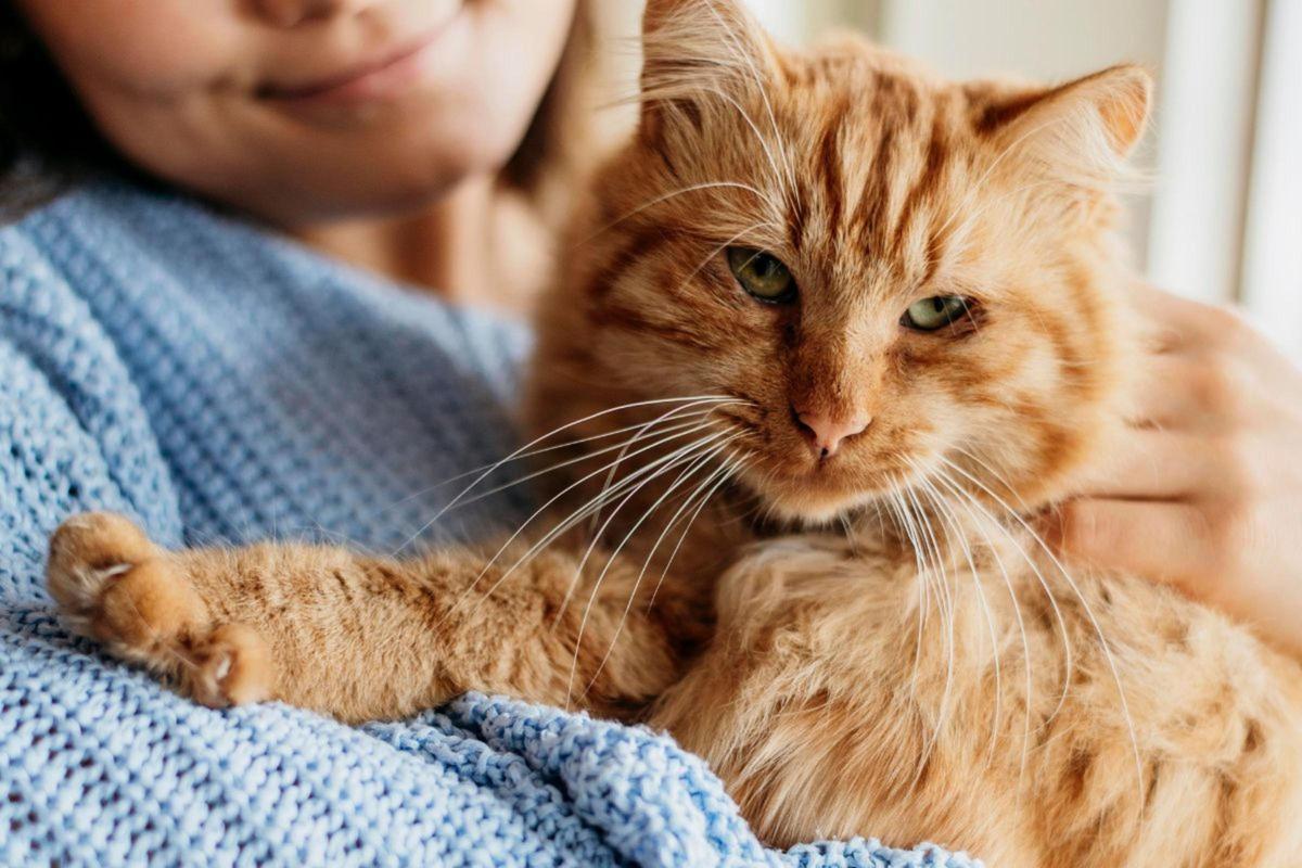 ¿Por qué tu gato rechaza su comida? Este es el secreto de lo que realmente quieren comer