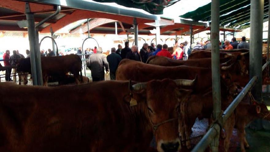 Las tradicionales ferias ganaderas llegan a los móviles gracias a la aplicación Vacapop