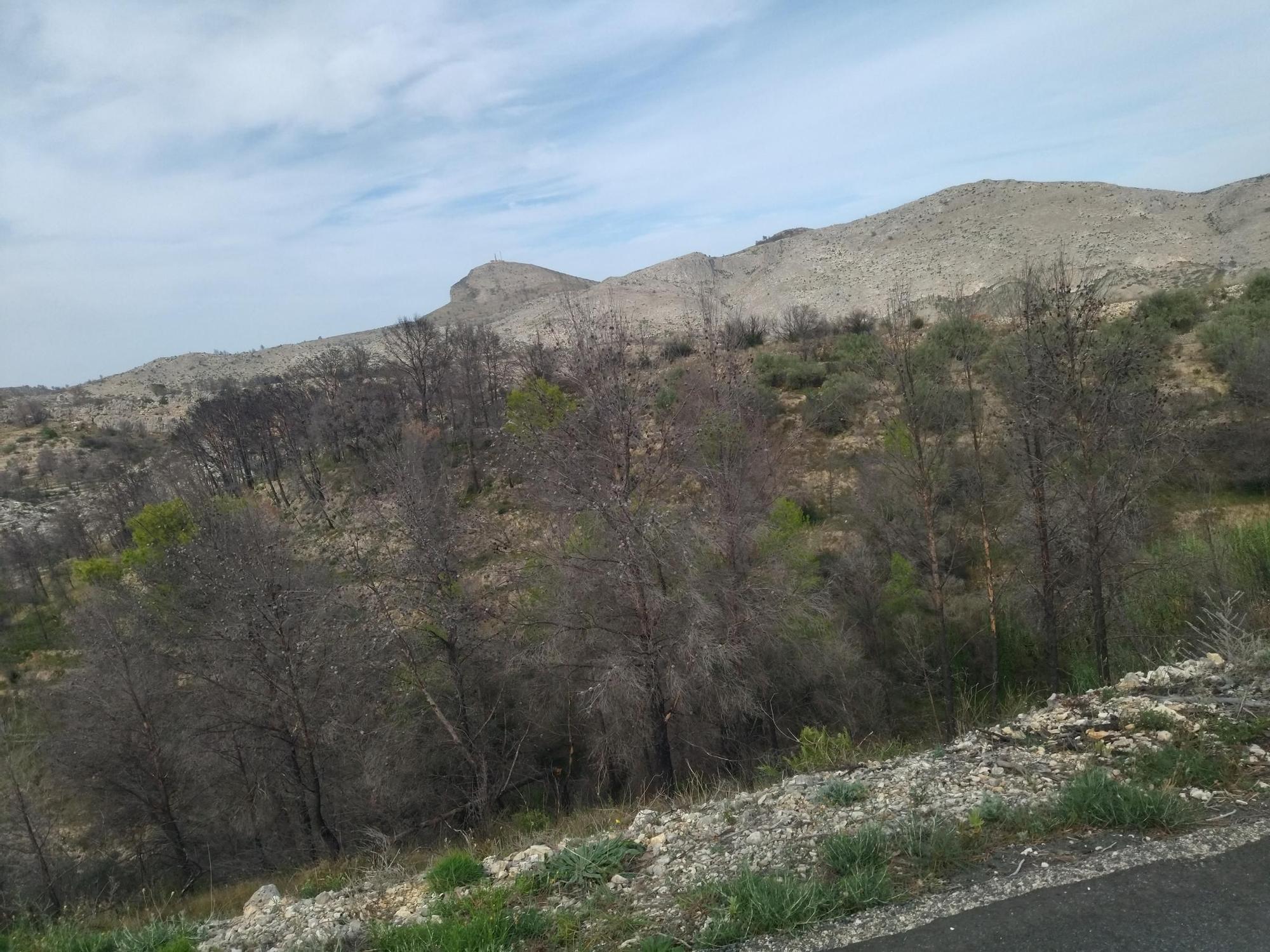 Regeneración tras la catástrofe: miles de pinos carbonizados y ahora talados y apilados