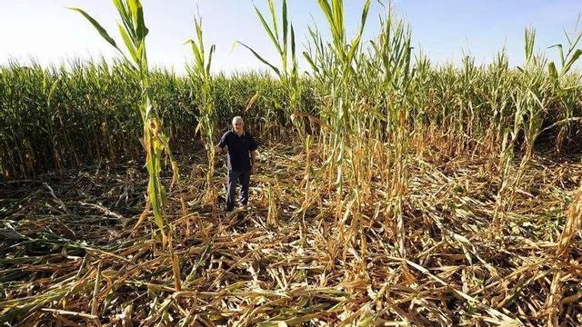 Destrozos del jabalí en una finca de maíz en Rodeiro. // Bernabé/Javier Lalín