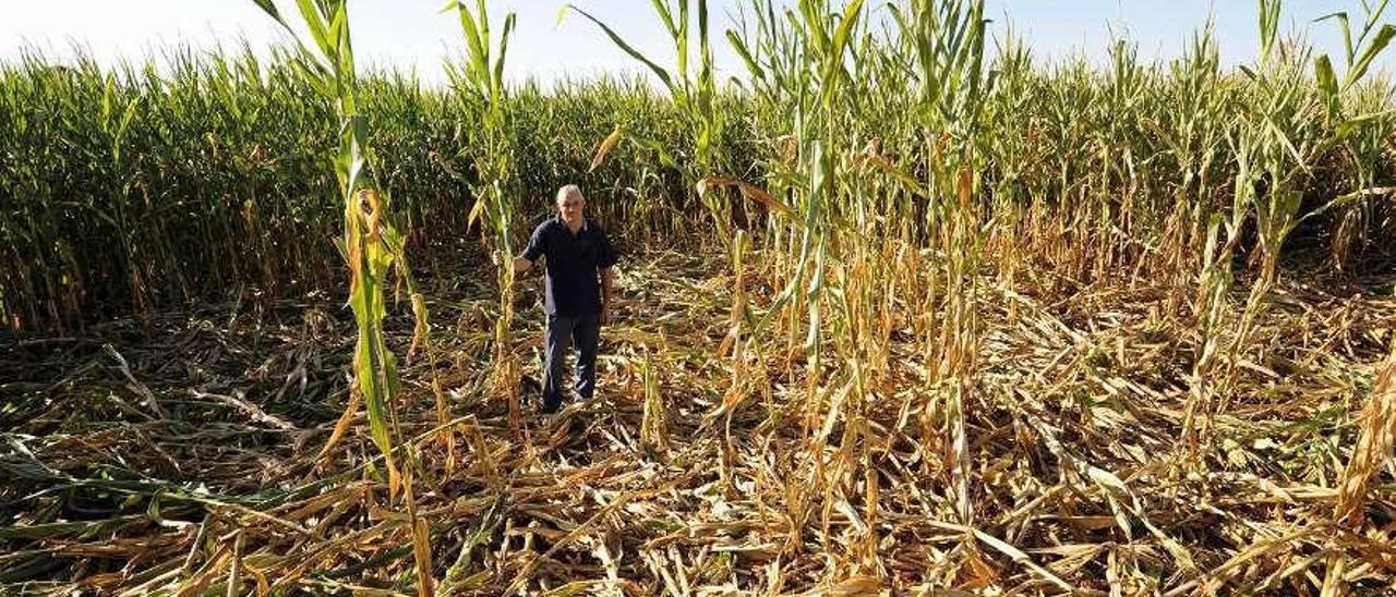 Destrozos del jabalí en una finca de maíz en Rodeiro. // Bernabé/Javier Lalín