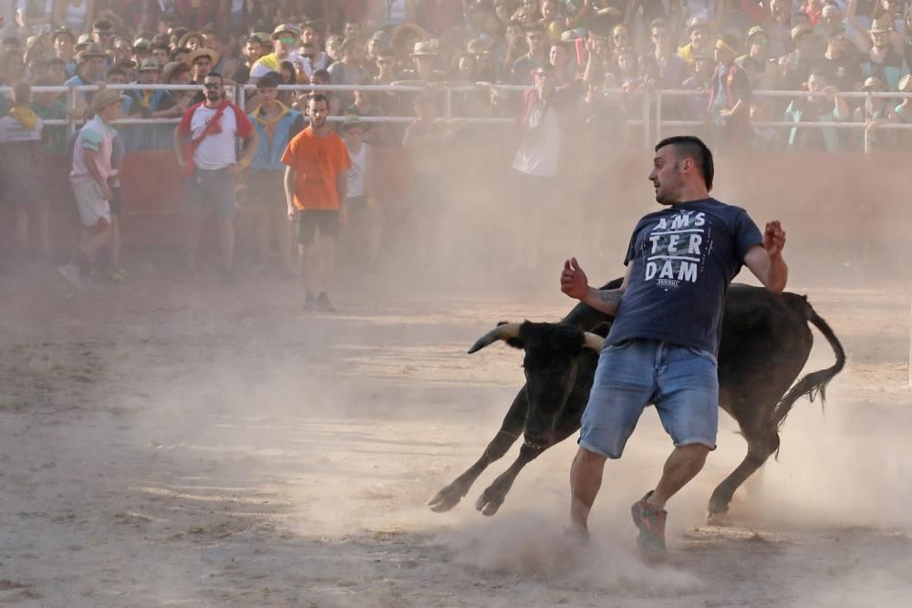 Les vaquetes de Santpedor en imatges