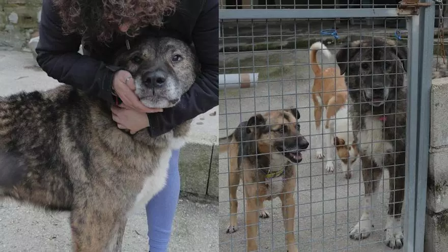 Onís, un pastor del Cáucaso veterano y con visión reducida, busca un hogar definitivo