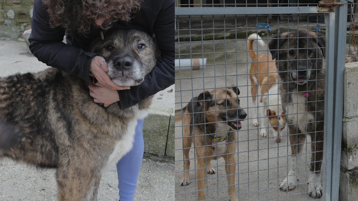 Onís esepera una familia en la Protectora de Animais do Morrazo