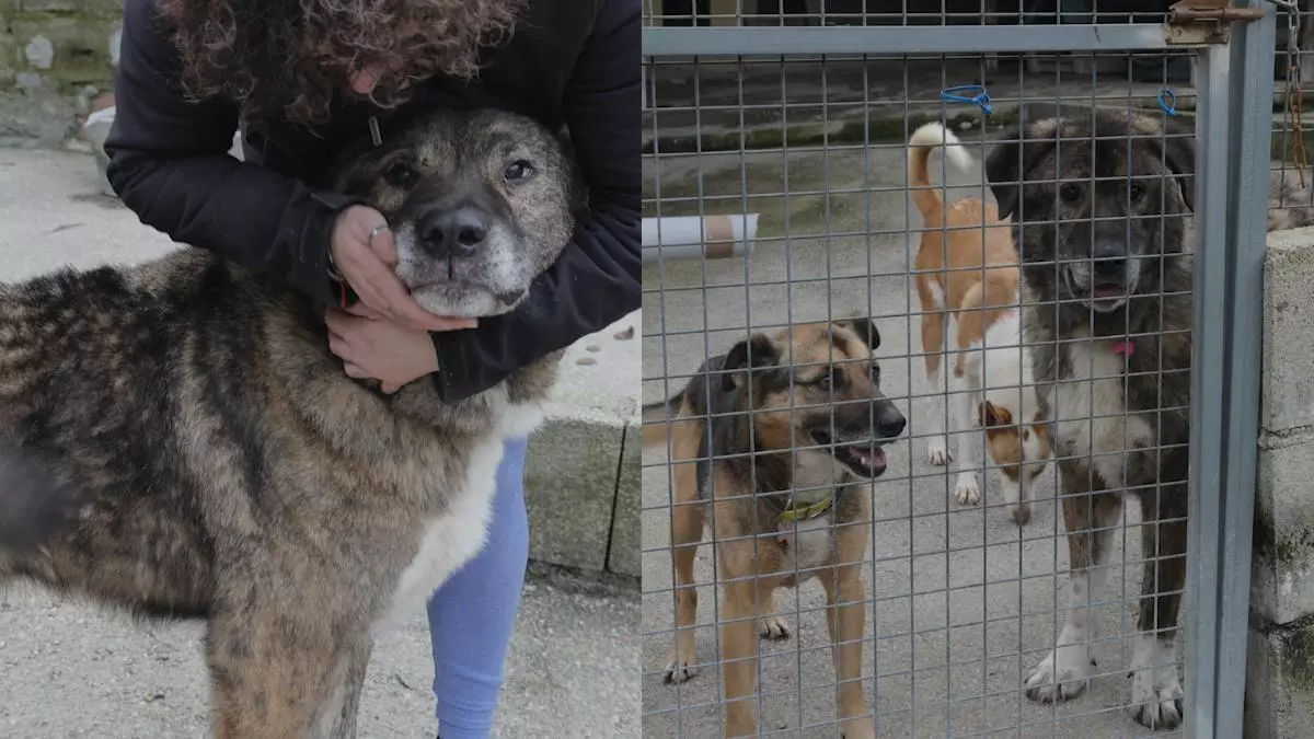Onís, el perro ciego de la Protectora de Animais do Morrazo que visualiza estar con una nueva familia