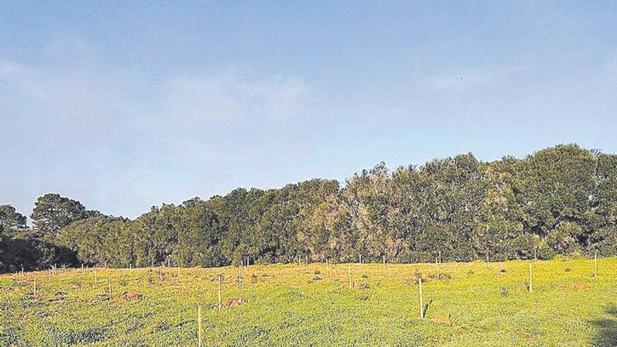 Vista de los algarrobos y almendros plantados.