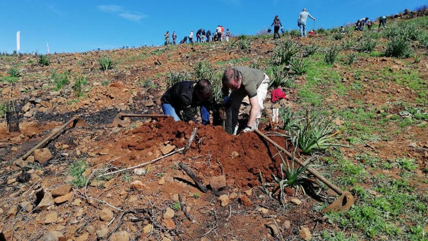 Acción forestal en Los Llanos de la Pez