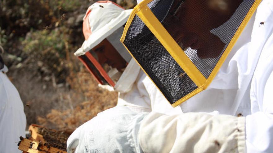 Colocan colmenas en Inagua para expandir la abeja negra en Gran Canaria