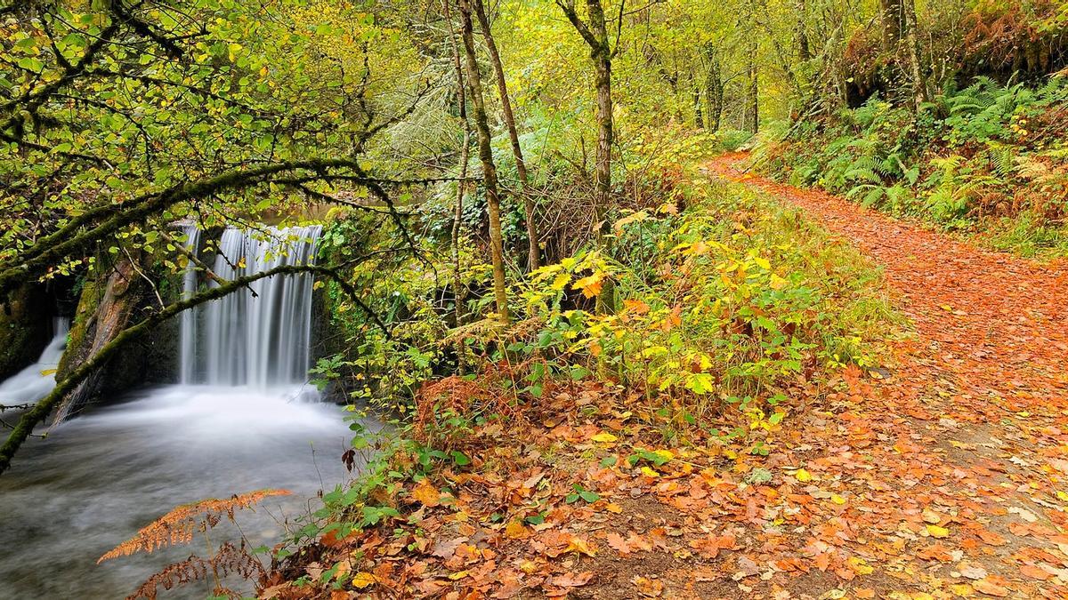 Bosques de España donde disfrutar del otoño