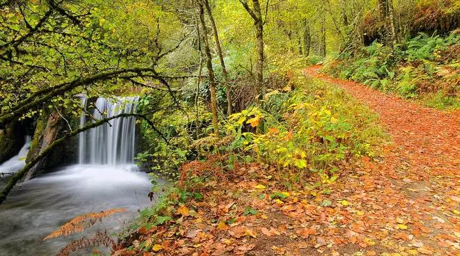 Bosques de España donde disfrutar del otoño