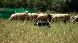 Ares del Maestrat reúne a la élite ganadera en el XVIII Concurso de Perros Pastores