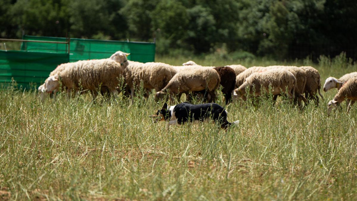 FOTOGALERÍA: Las imágenes del concurso de perros pastores de Ares del Maestrat