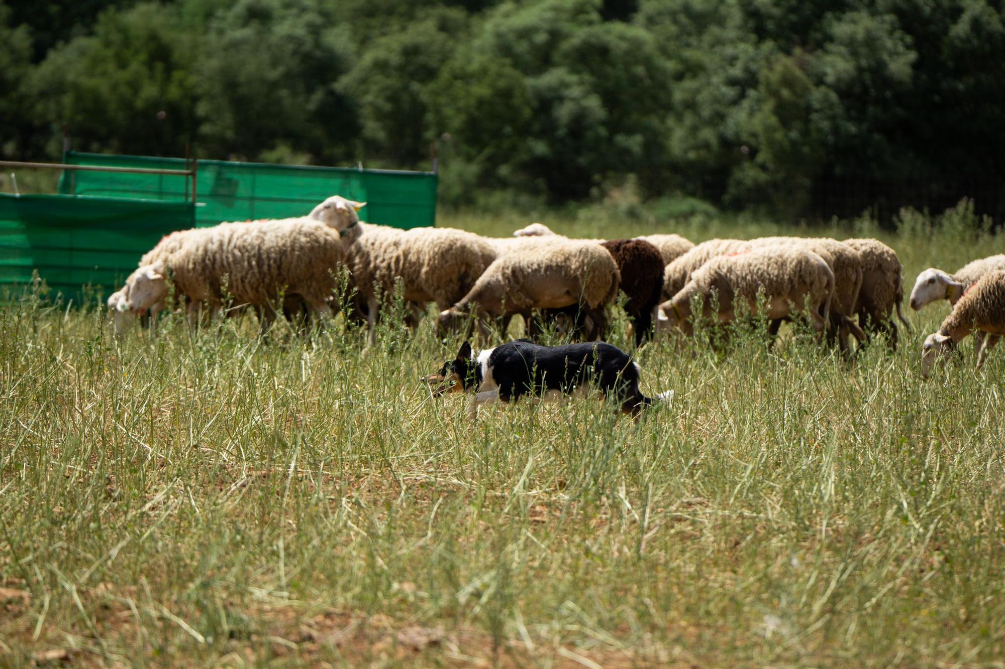 FOTOGALERÍA: Las imágenes del concurso de perros pastores de Ares del Maestrat