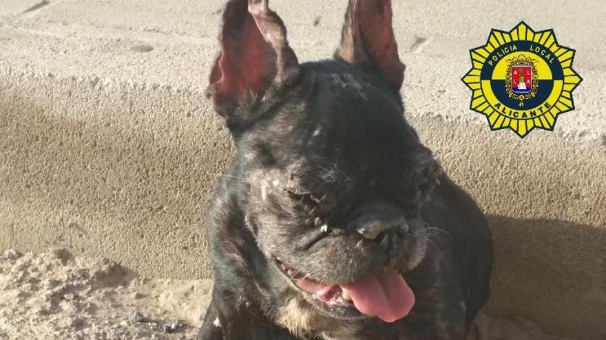 Rescatado un perro moribundo en Alicante