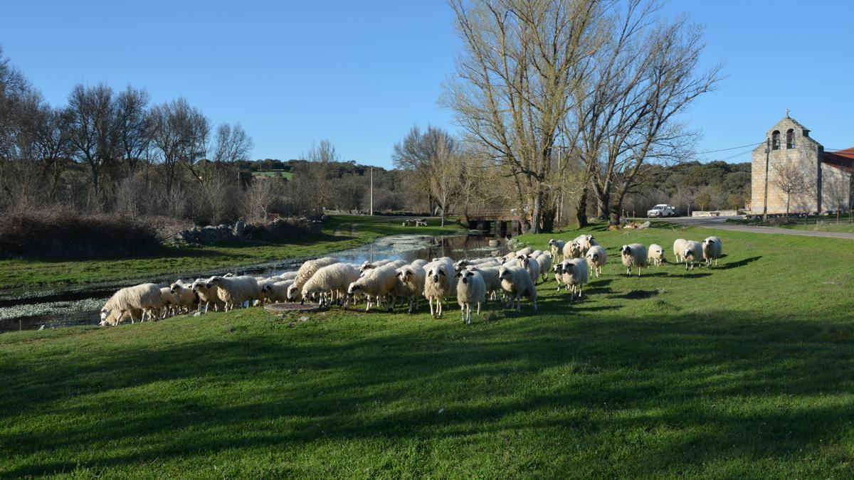 Un rebaño de ovejas en la ribera de Badilla de Sayago