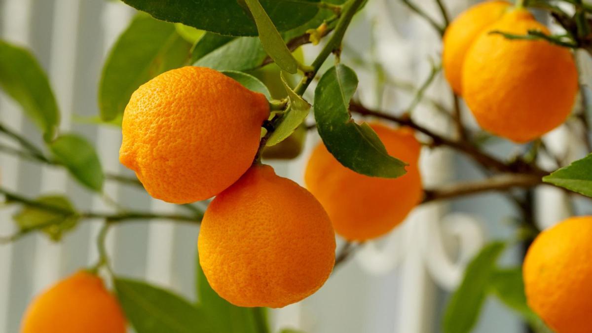 Los beneficios de tomar un zumo de naranja todos los días