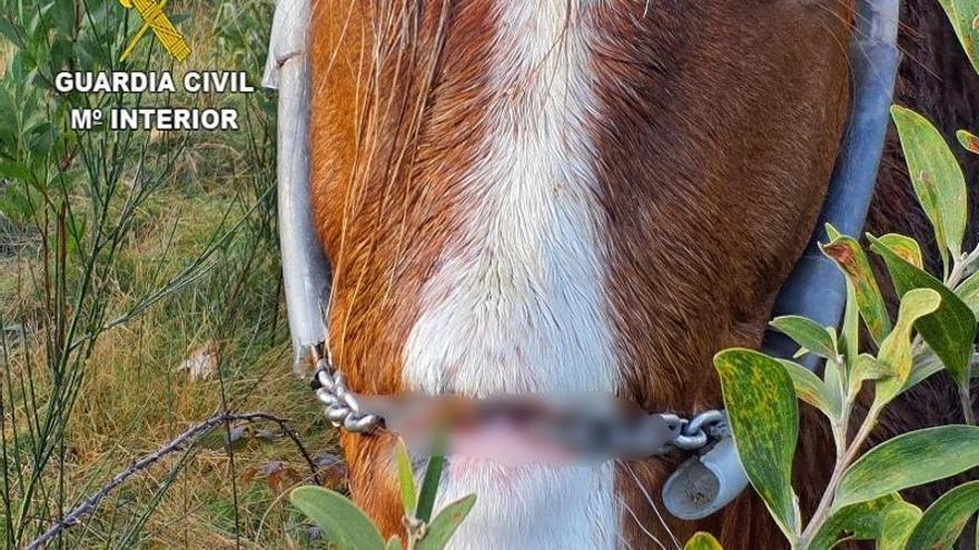 Investigan a un vigués por presunto maltrato a un caballo hallado con varias heridas profundas