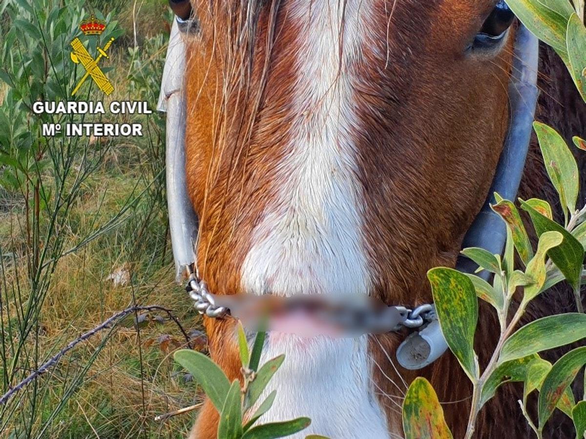 Una de las heridas del equino se produjeron por el cabeza metálico apretado en exceso.