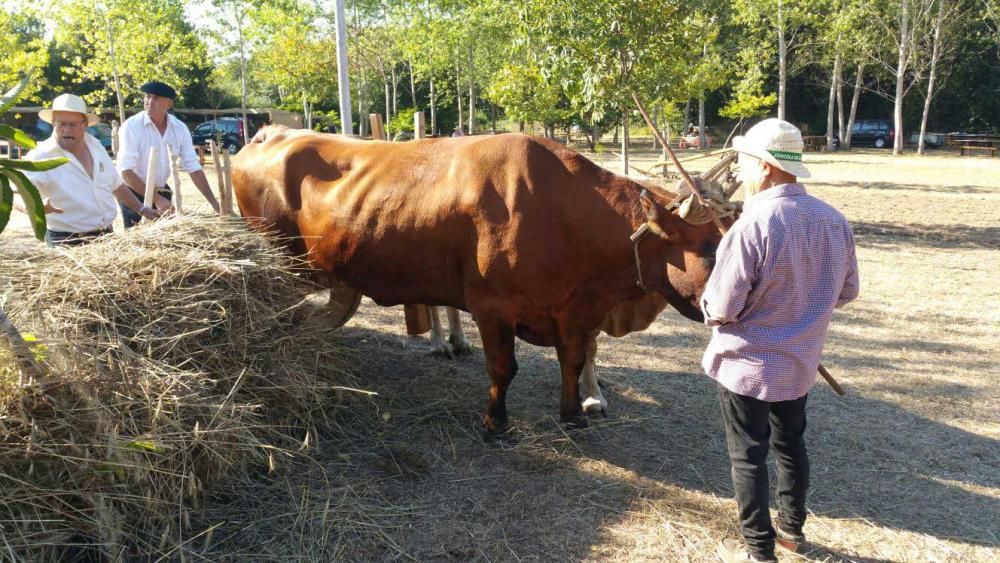 Festa da Malla en O Grove