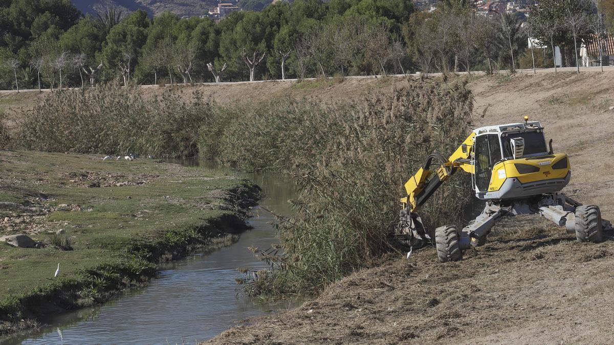 ¿Sirve para algo el desbroce radical de cañas en el cauce del río Segura?