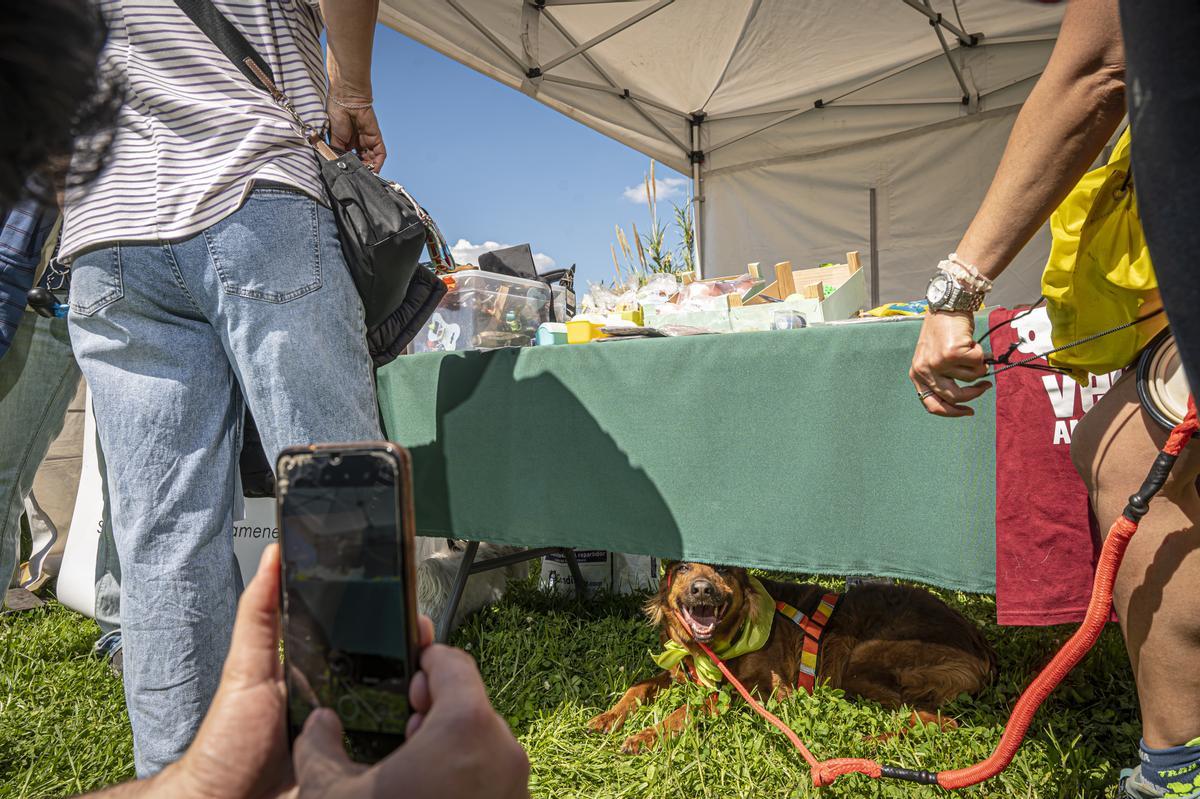 CAN WE RUN BARCELONA. La carrera organizada por Prensa Ibérica y El Periódico de Catalunya con la colaboración de Sport ,  donde las personas y sus mascotas perrunas corren en familia