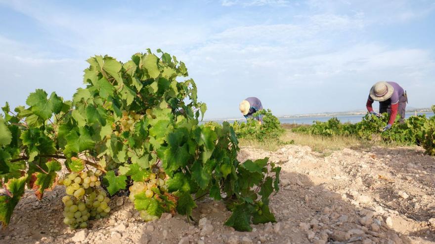 La cosecha de uva para vinos en la Comunidad caerá hasta un 50% por la sequía