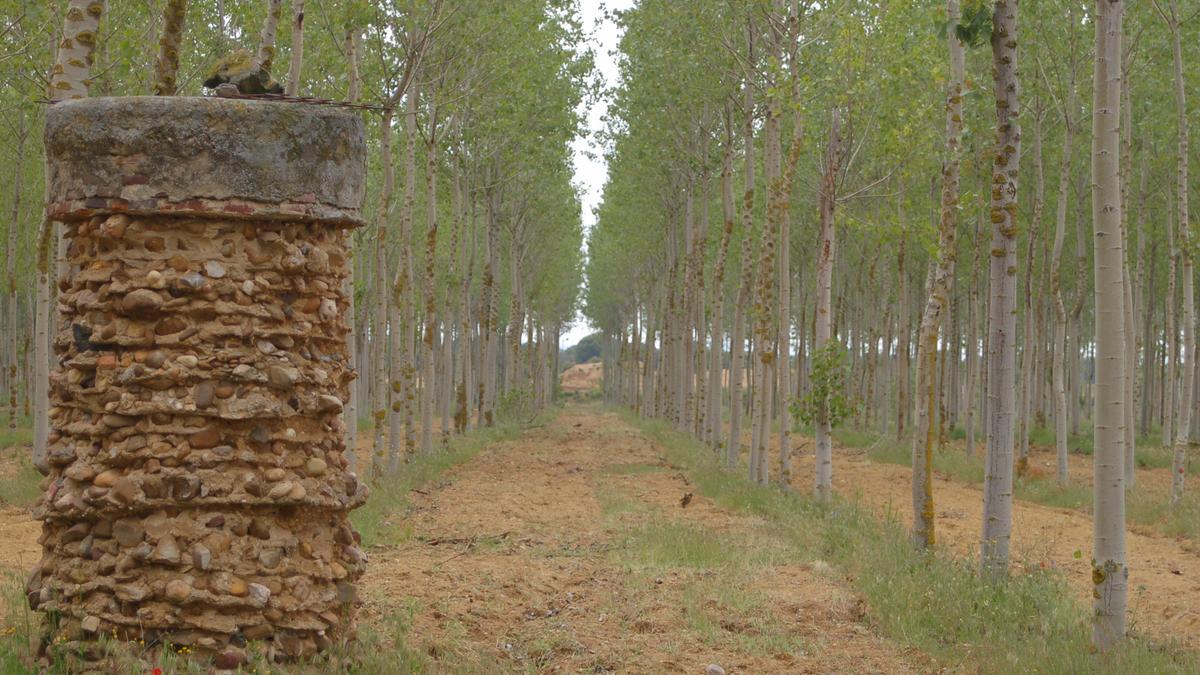 Plantación de chopos en la provincia de Zamora.