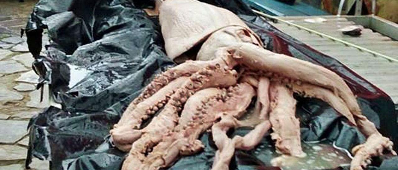 Labores de necropsia de un calamar gigante hallado en aguas del Cantábrico.