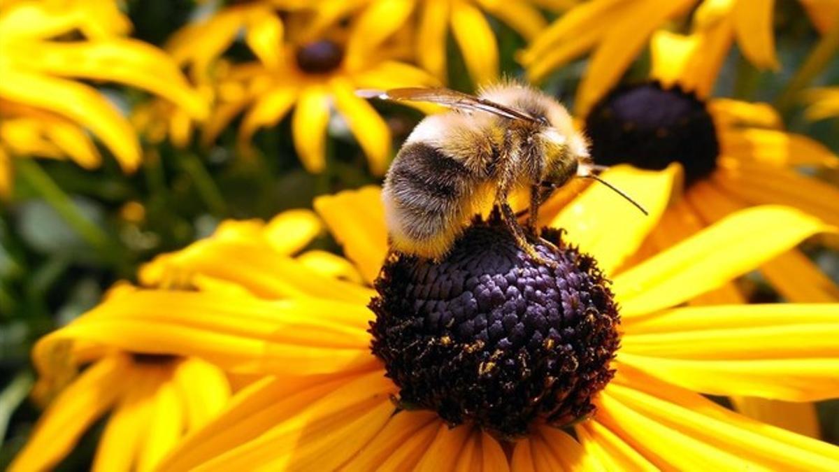 amadridejos33021621 imagen  de abeja    im genes de abejas que poliniz160305164745