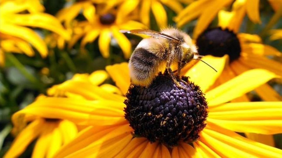 amadridejos33021621 imagen de abeja im genes de abejas que poliniz160305164745 amadridejos33021621 imagen de abeja im genes de abejas que poliniz160305164745