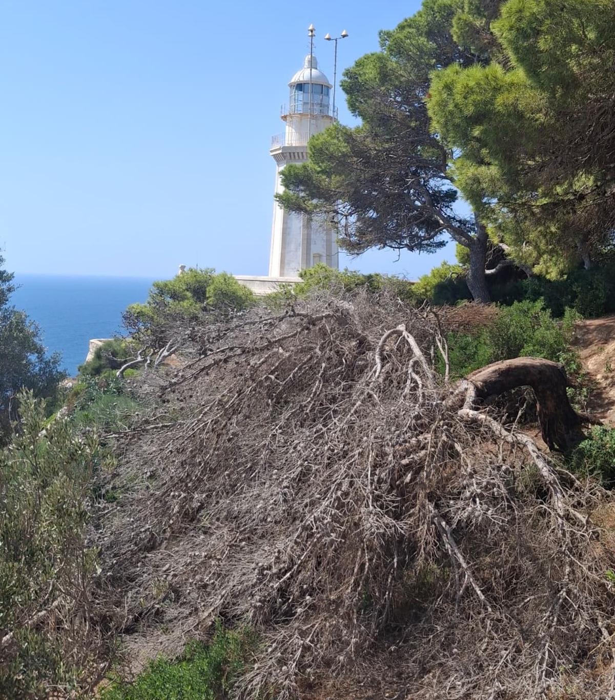 Un gran pino tronchado en el mirador que linda con el faro del Cap de la Nau
