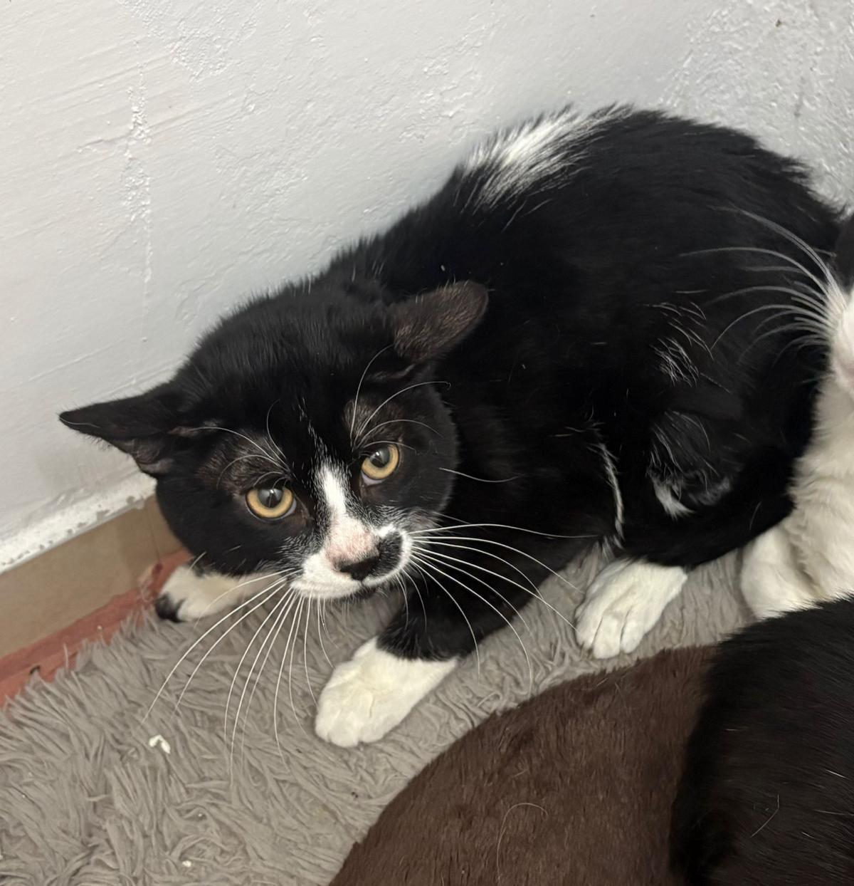 Algunos de los 23 gatos rescatados durante un desalojo en Vigo