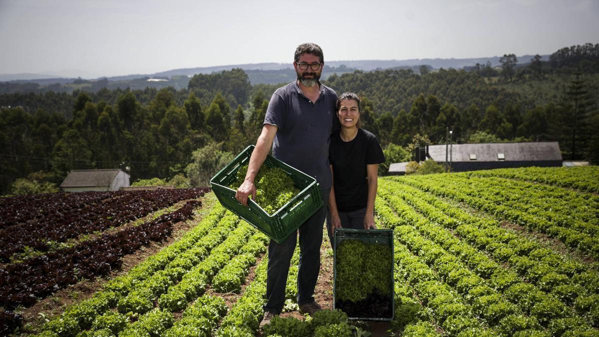 Casa Agustín,“revolución agrícola” a golpe de lechuga en Carreño