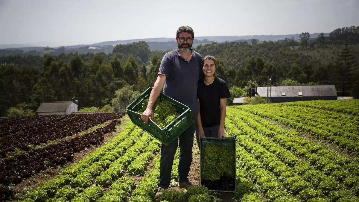 La tierra de Carreño en la que Silverio y Gisele plantan 17.000 lechugas a la semana