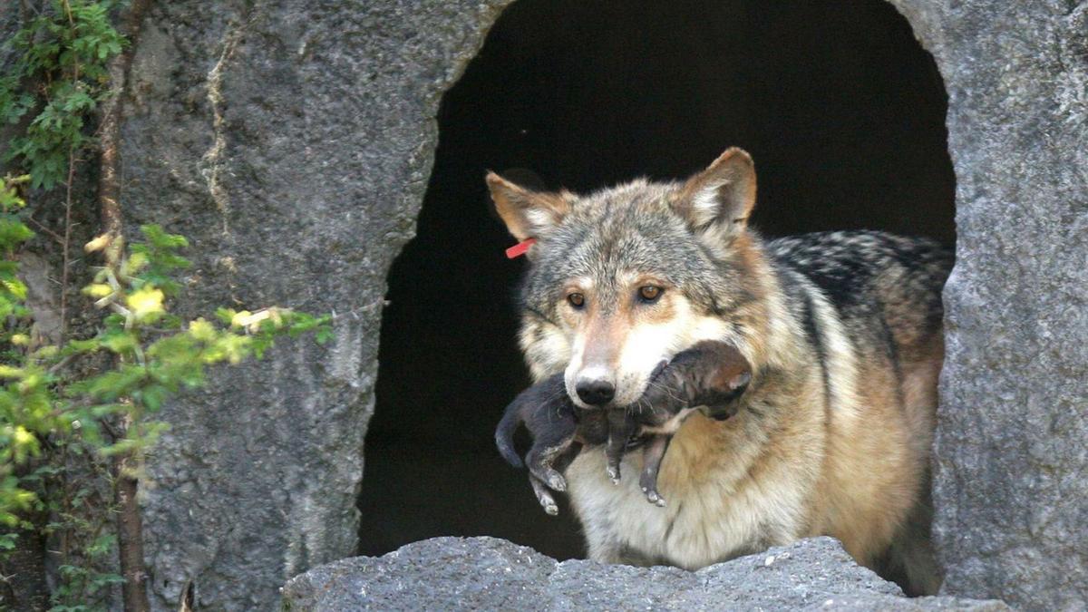 Un lobo se refugia en un túnel, con su cría en la boca, en medio de un bosque. |   // JOSÉ MÉNDEZ