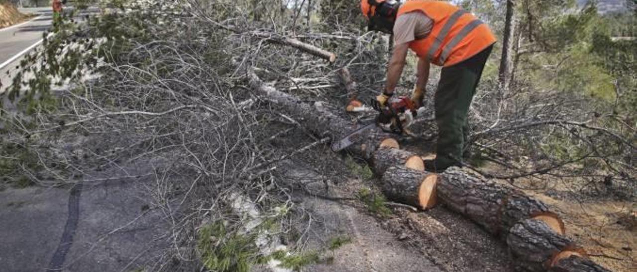 La brigada de la Font Roja trabajando en la retirada de los árboles caídos en las inmediaciones de la carretera de acceso al parque natural.