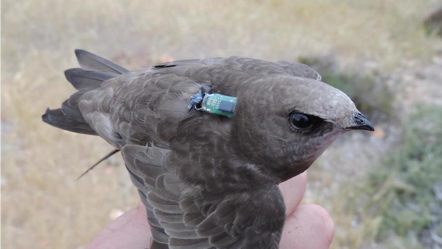 Vencejo pálido marcado en la Isla de Tabarca por SEO/BirdLife en 2016