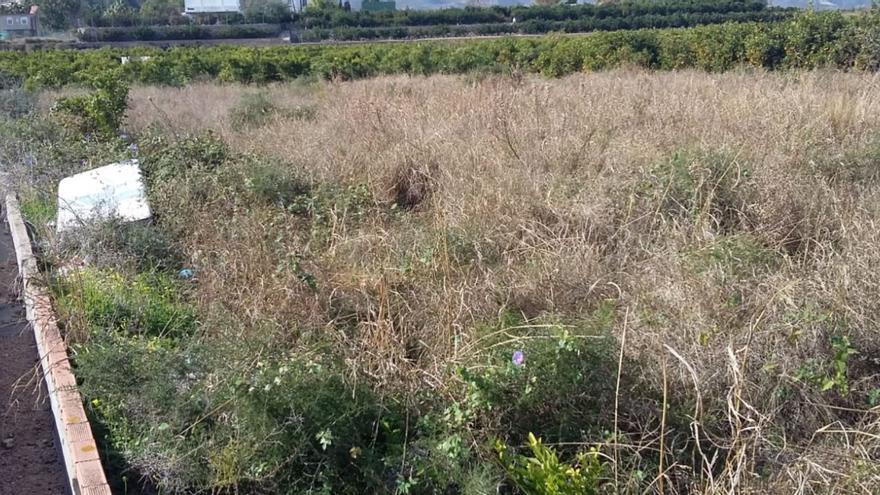 La crisis agrícola genera el abandono de 5.200 hanegadas en la Safor