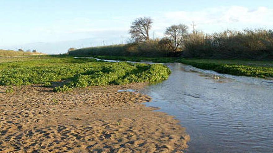 El delta de la Tordera, en una imatge d&#039;arxiu