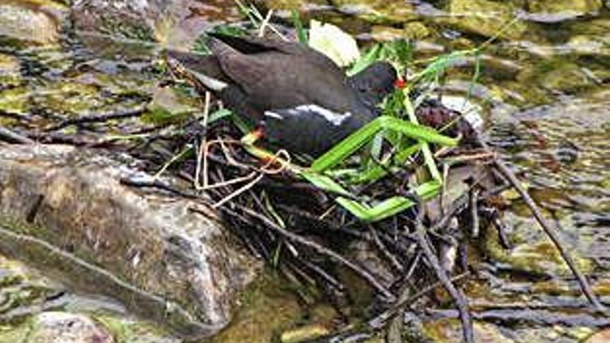 Una gallineta anida en medio del río Güeña