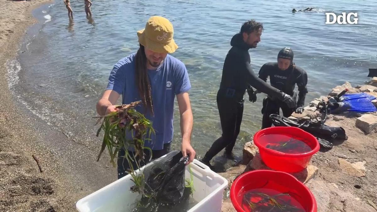 Vídeo | Voluntaris recuperen feixos de posidònia a Llançà arrossegats pels temporals