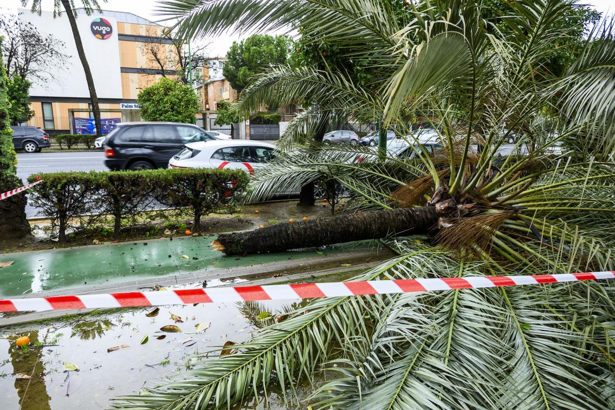 Vista de los árboles caídos en la avenida de La Palmera, en Sevilla.
