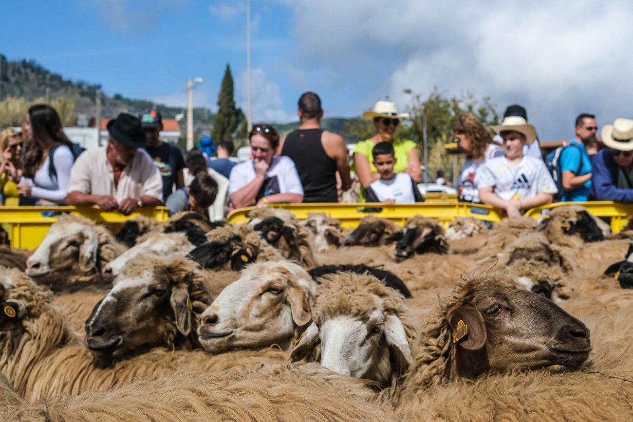 Miles de personas eligen Caideros y la Fiesta de la Lana para celebrar el Día de Canarias